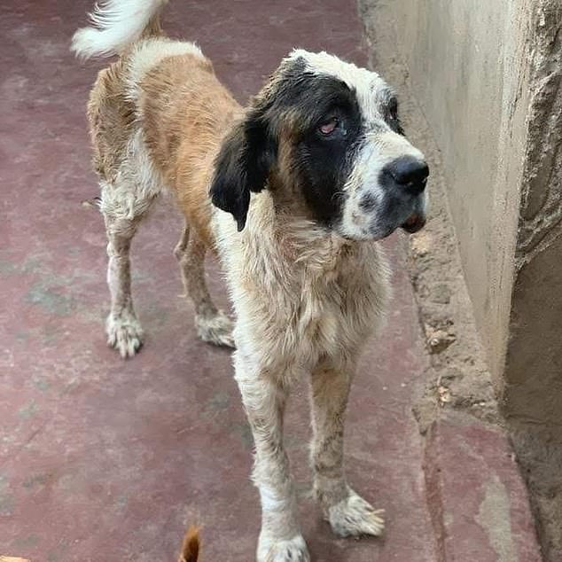 Claire said the atrocities she has seen towards the animals in Egypt have traumatised her more than any of her experiences in the military