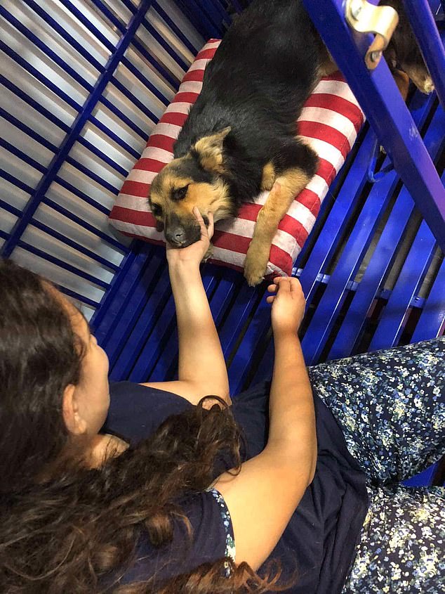 Sanaa treating a dog at the shelter in Egypt, where she lives and looks after them around the clock