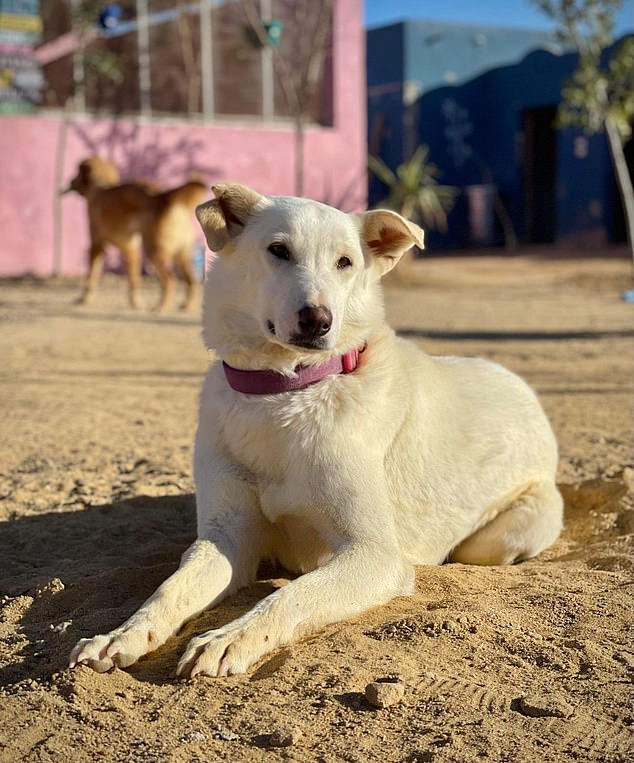 Claire believes that away from the resorts, is Egypt¿s ¿dark side¿, where dogs are treated horrifically