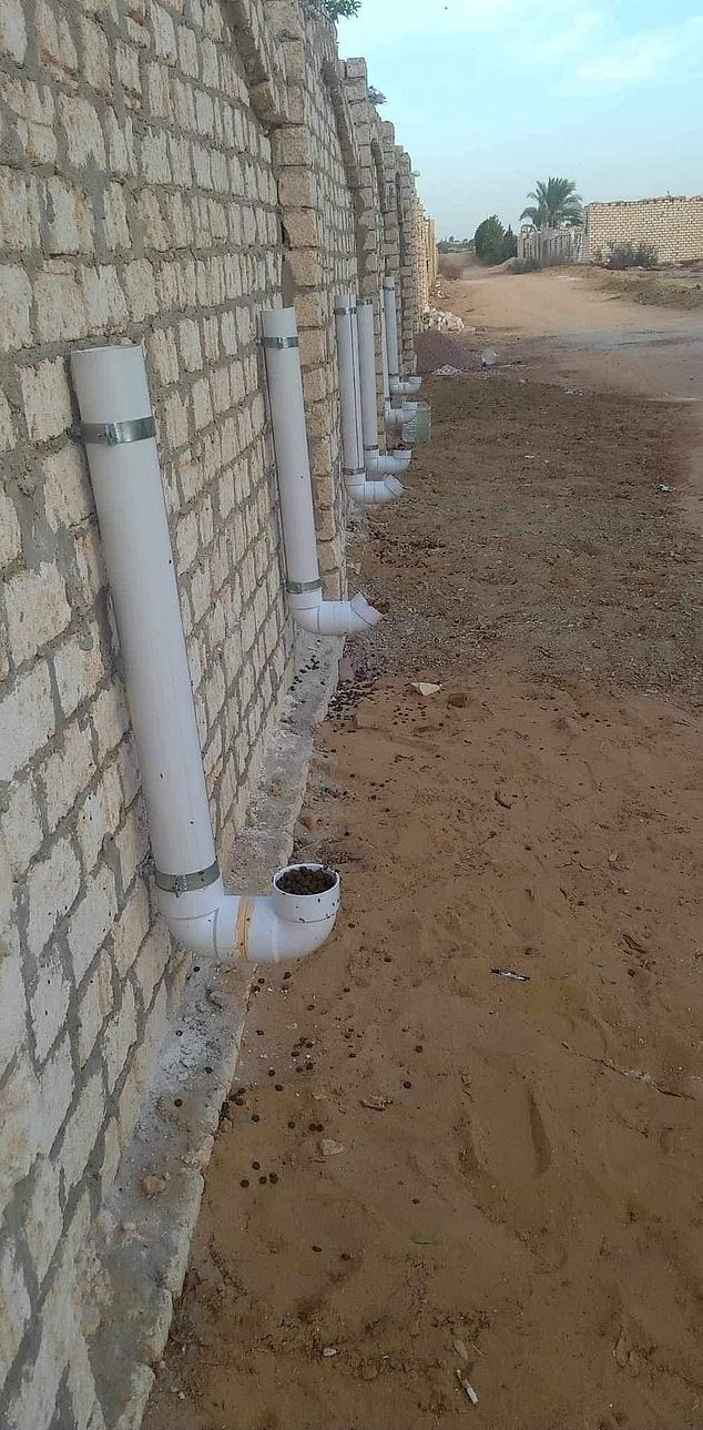 They also leave kibble outside the rescue so that street dogs can come to them to be treated