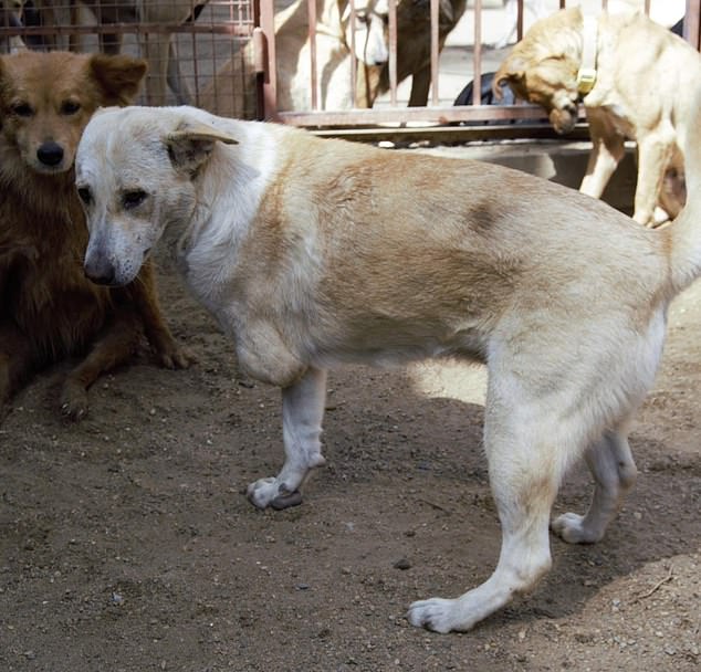 Some of the dogs have faced horrors at the hands of their previous owners, one pictured here lost their front leg