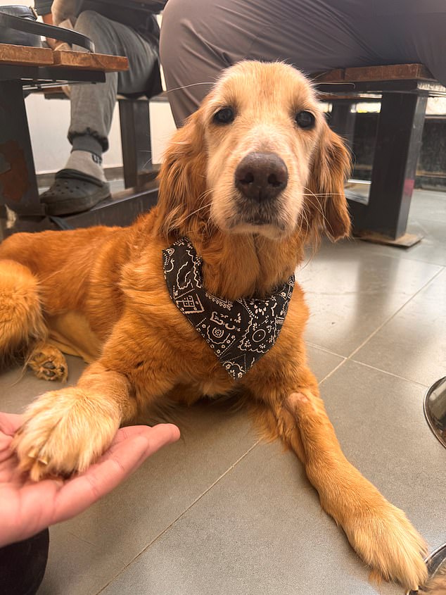 Hope the Golden Retriever was rescued from Egypt after she had signs of being raped by a man