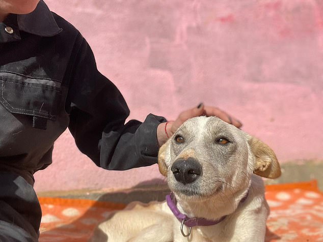 Claire said the Egyptian locals don't understand why they want to help the dogs