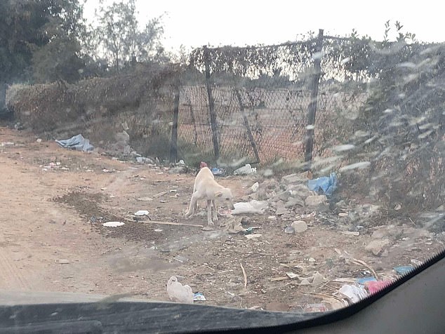 A street dog pictured among dirt and litter on the side of the road in rural Egypt
