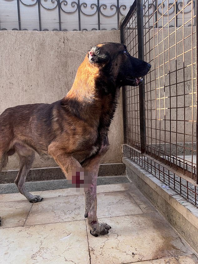 Rocky had his leg cut off by his old owners, who did not want to pay for veterinary bills