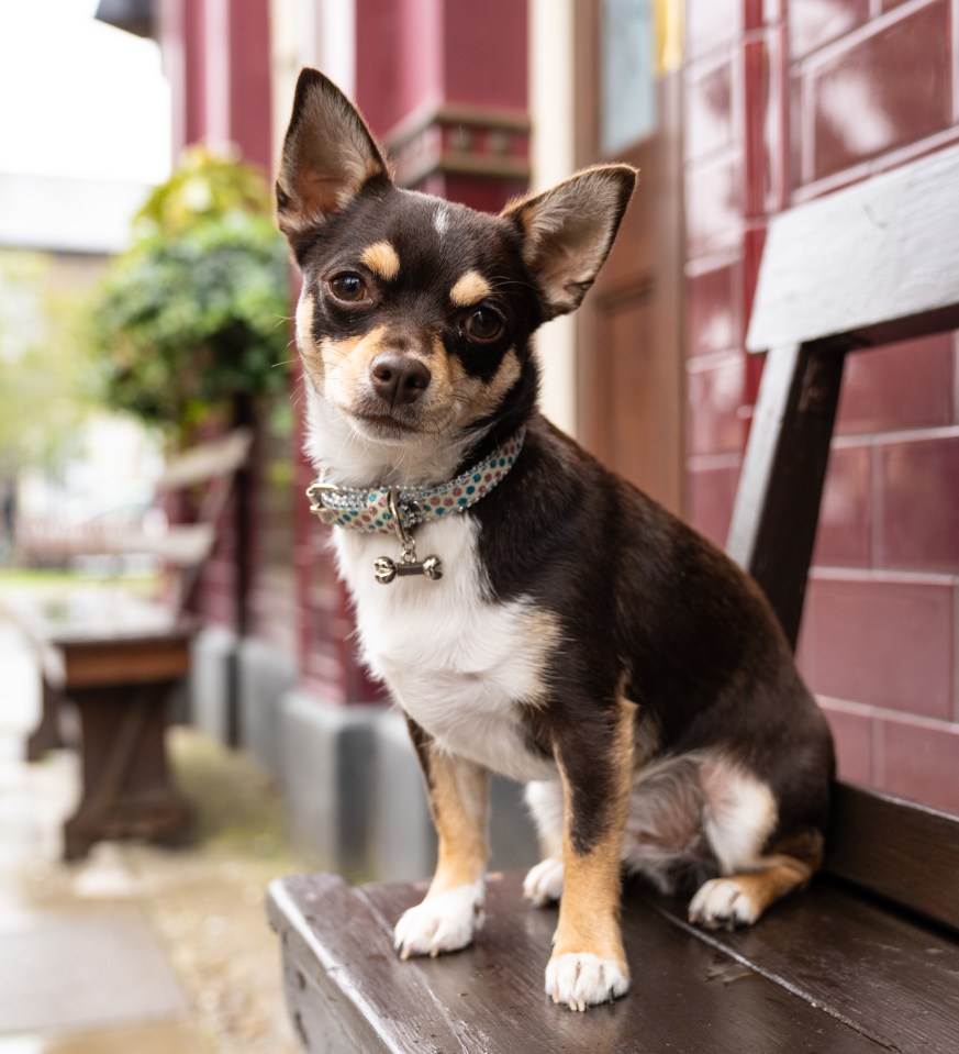 Chihuahua sitting on a bench.