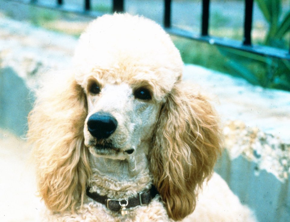 Roly, the poodle from EastEnders.