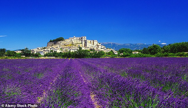 Visit Drome Provencale between mid June and mid July and you can see the lavender in full bloom