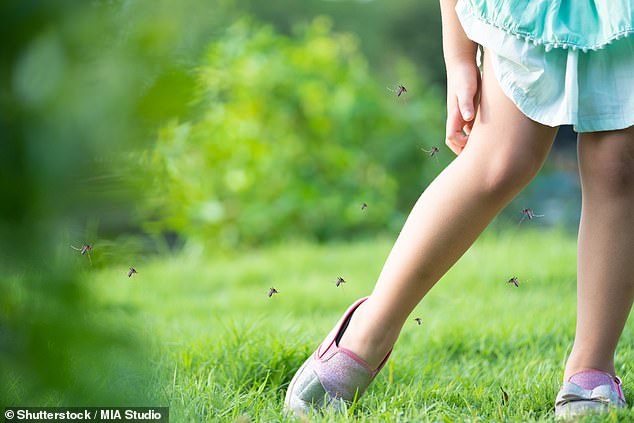 The virus is transmitted by the Asian tiger mosquito, which lays its eggs in water where, with sufficient temperature, larvae develop and give rise to flying bloodsucking adults (stock image)