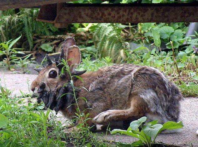 A video of a rabbit with Shope papilloma virus (pictured here) captivated viewers online