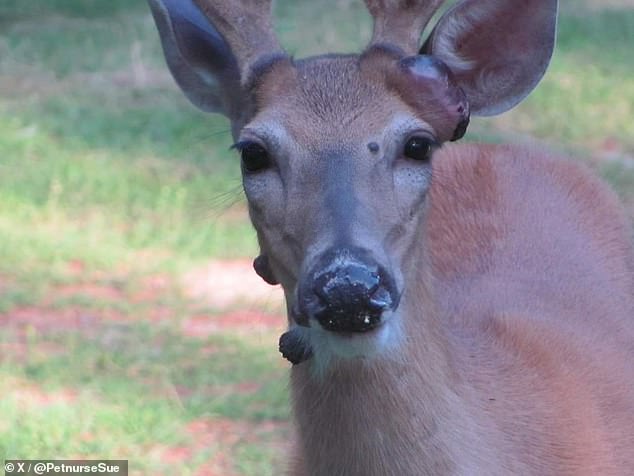 One person on X posted an image of a deer covered in facial warts in their yard on August 13