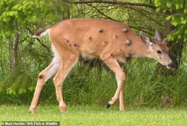 The warts can grow all over a deer's body, face, and legs. However, they normally fall off after a few months without causing serious harm