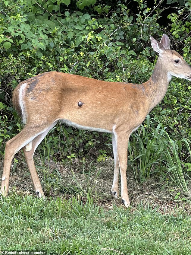 On August 7, a Reddit user captured an image of a white-tailed deer in Pennsylvania with a large deer wart on its side