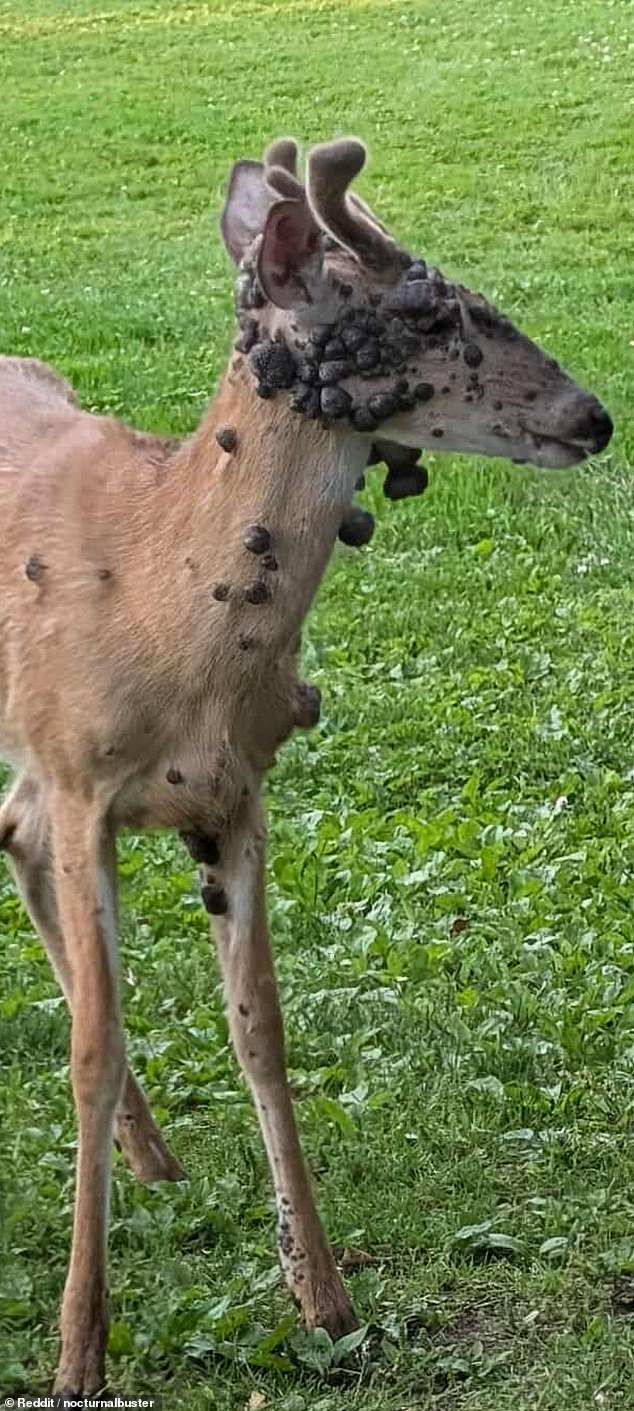In late June, a Reddit users photographed a young deer with its face completely covered in warts in Milwaukee, Wisconsin