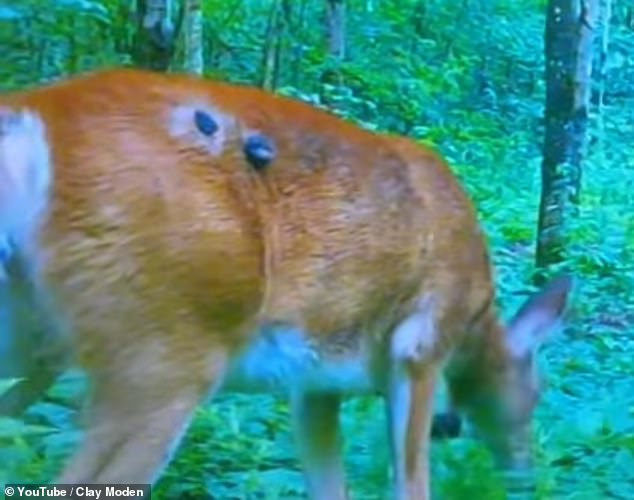 In late July, a resident in Western New York preparing for hunting season captured video of an infected deer walking through the woods