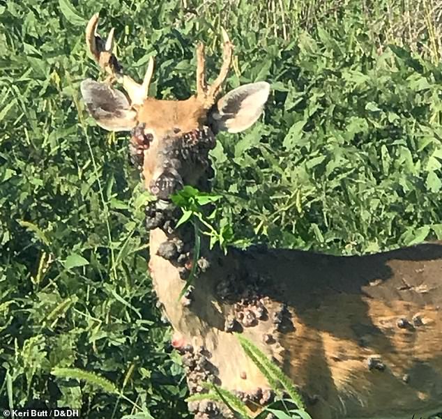 The condition is believed to be spreading across the US this summer as more disease-carrying insects breed in the hotter climate