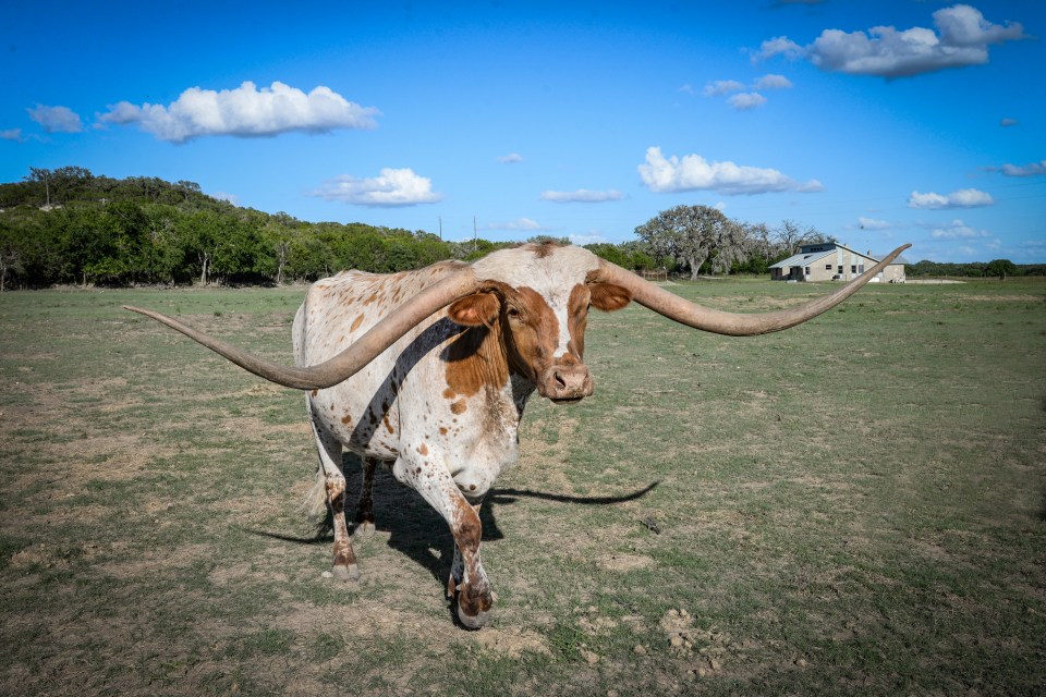 Longhorn steer in a Texas field.