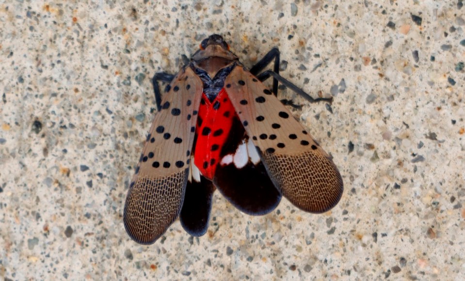 JERSEY CITY, NJ - AUGUST 6: An invasive spotted lanternfly sits crushed on a sidewalk on August 6, 2022, in Jersey City, New Jersey. (Photo by Gary Hershorn/Getty Images)