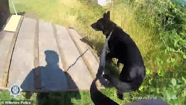 Stan and his handler cornered the suspect in a horsebox after he left his car