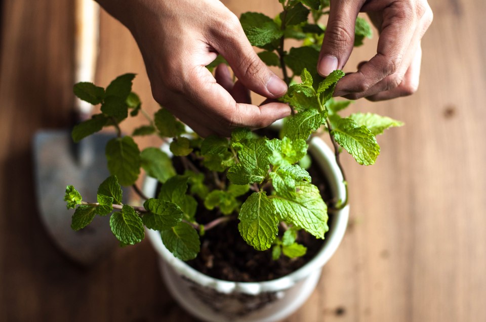 Hands picking mint leaves from a potted plant.