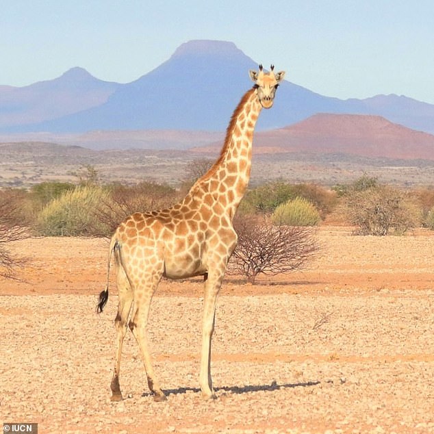 The Southern Giraffe (Giraffa giraffa) lives in Angola, Namibia, Zimbabwe, South Africa, and Zambia