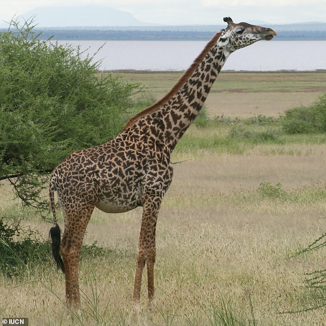 The Masai Giraffe (Giraffa tippelskirchi) is native to East Africa, with sightings in Kenya, Tanzania, and Zambia