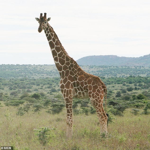 The Reticulated Giraffe (Giraffa reticulata) lives in Kenya, Somalia, and Ethiopia, and is the largest of the four species - reaching impressive heights of up to six metres