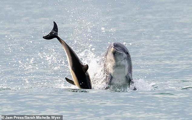 Dolphin Anakin throws a fellow dolphin into the air off the coast of Cardigan Bay, Wales