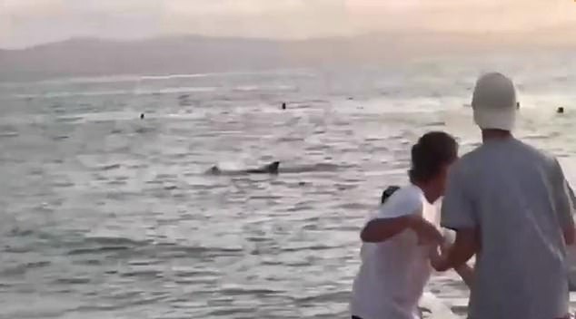Footage shows the mammal swimming next to a man and seemingly bumping into him as the terrified swimmer tries to get away