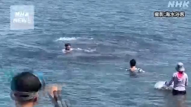 Japanese media reported that at least one man was taken to hospital in August 2022 after being bitten on Koshino Beach near Fukui