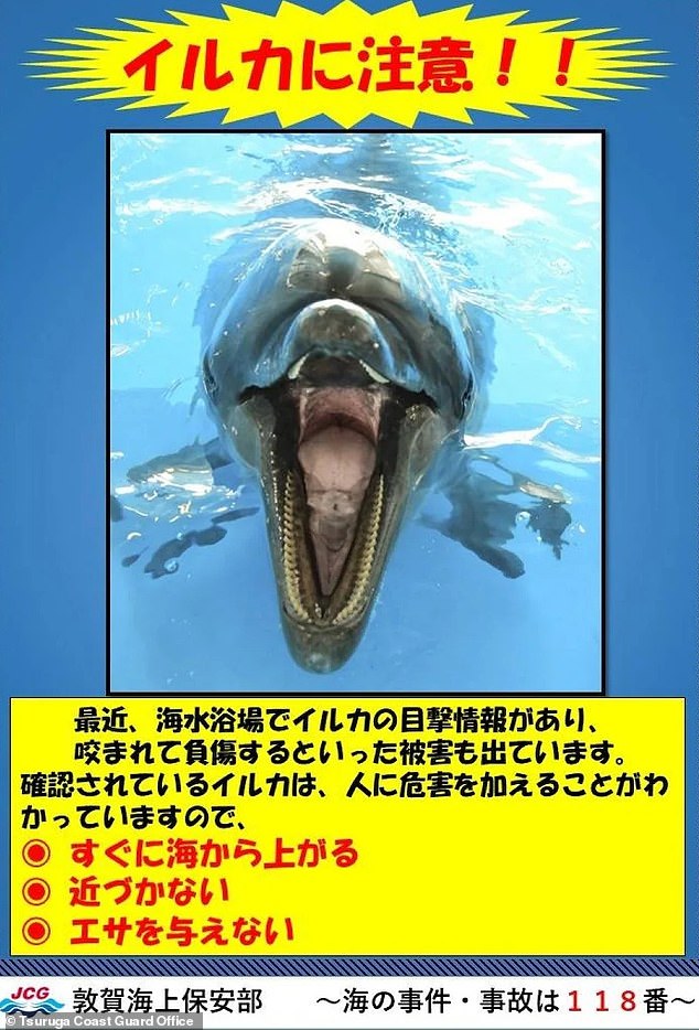 Swimmers were warned of possible dolphin attacks by signs put up by the local authority on Crystal Beach, Tsuruga, central Japan