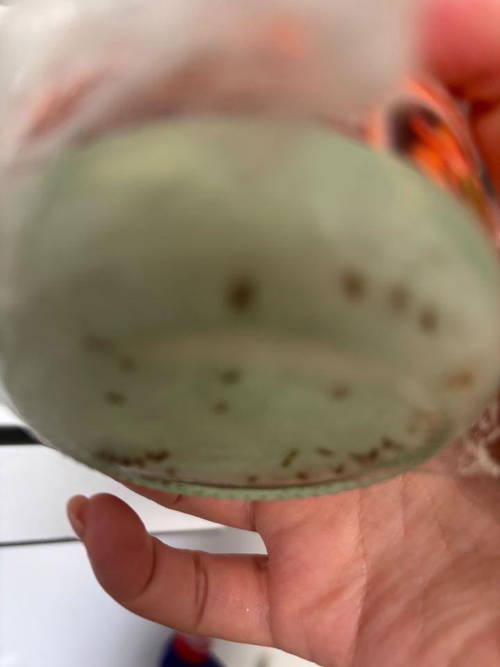 Fruit flies trapped in a jar.