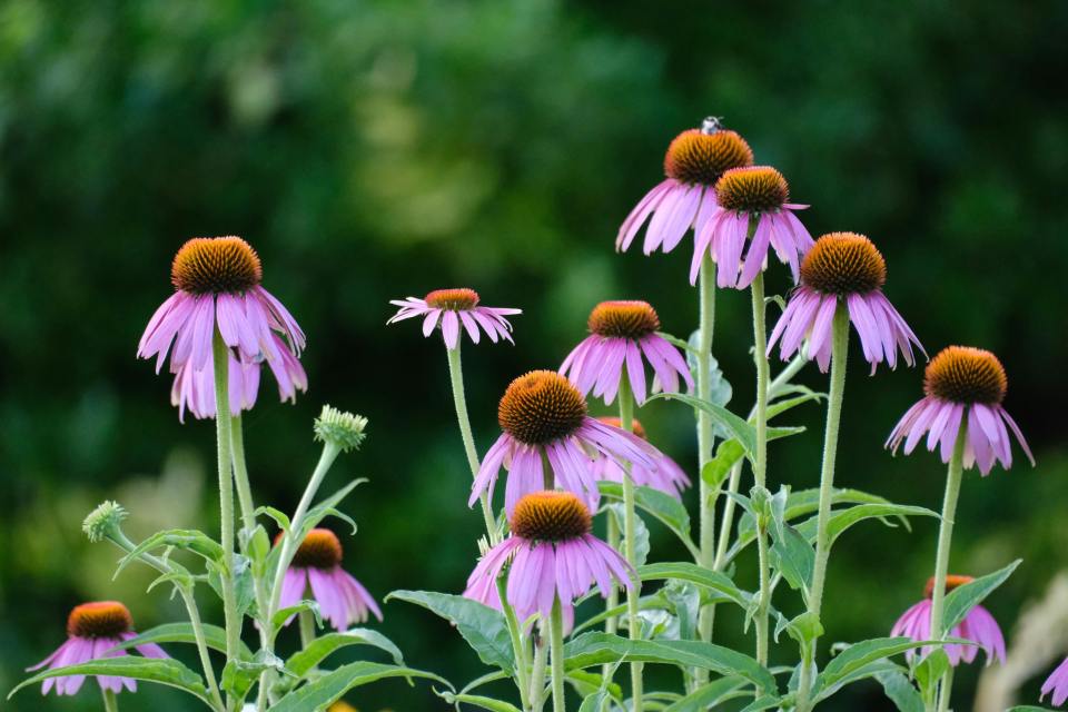 Coneflowers in bloom.