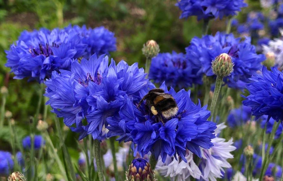 Bumblebee on blue cornflowers.