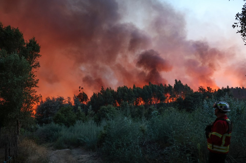 Firefighter observing a large forest fire.