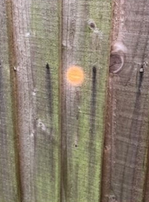 Orange mark on a wooden fence.