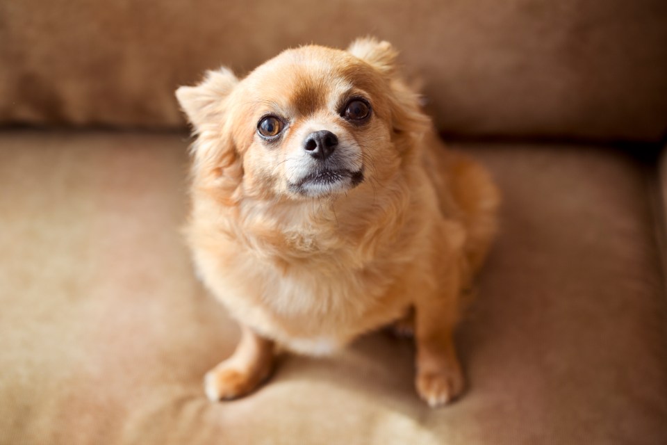 A small brown chihuahua sitting on a couch.