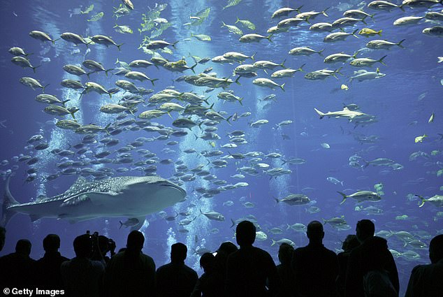 The Georgia Aquarium, which lost its long-time shark Taroko this week, has 11million gallons of water holding cool fish and aquatic animals, but many tourists said they hardly get to see anything due to crowd size