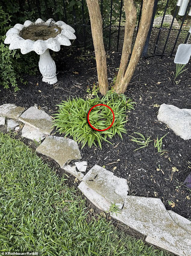 So, did you spot it? If you look closely in the green plant, coiled up in the center is a rattlesnake