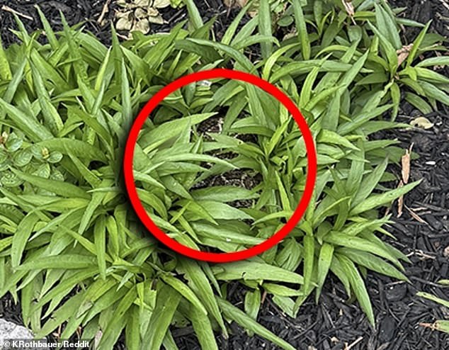 So, did you spot it? If you look closely in the green plant, coiled up in the center is a rattlesnake