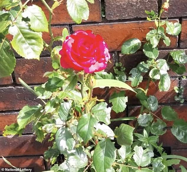 He felt a sign of the major win was sent from his father that morning when two rose bushes in their garden had suddenly bloomed - after more than four years of doing nothing