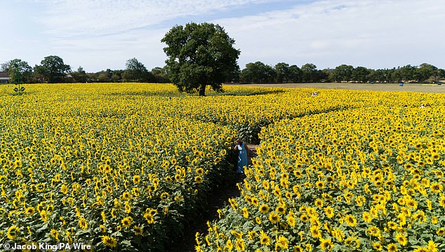 Sunflower fields in the August sunshine in Wythall, Worcestershire today