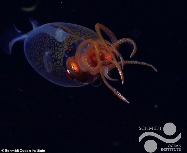 Scientists say that the Antarctic gonate squid might have been injured by an attack from a juvenile colossal squid, which was seen for the first time in the wild earlier this year (pictured)