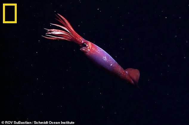 Antarctic gonate squid were only known through dead specimens found in nets and in pieces preserved in the stomachs of other predators. This is the first time that the rare ambush hunter has been seen in the wild