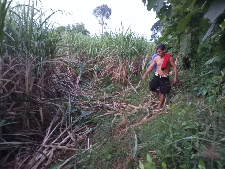 Man walking through a sugarcane field after an elephant attack.