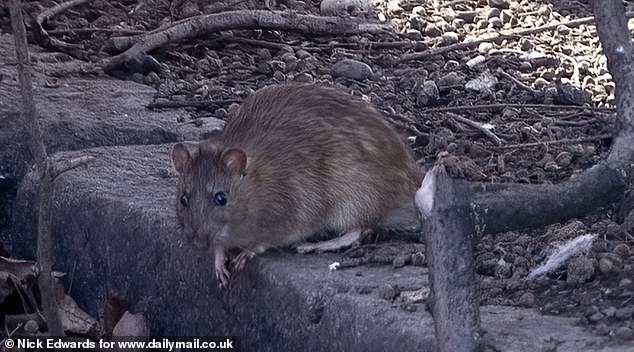 DAGENHAM: Dubbed 'Ratland', residents in the area were up in arms earlier this year about the 'inhumane' conditions that have turned the town into a living wasteland