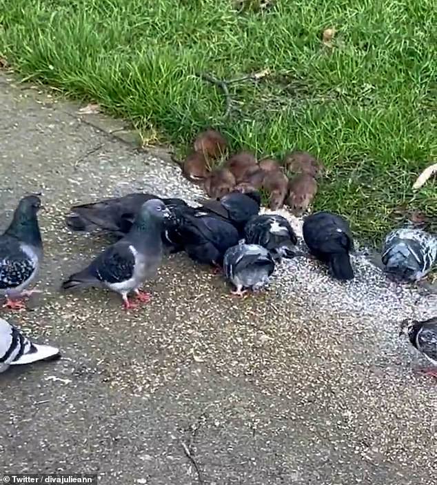 TOTTENHAM: A video posted on social media earlier this year shows a gang of nearly 10 rats eating among the birds in broad daylight in Tottenham Green East