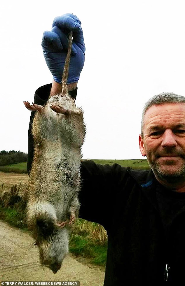 Pest controller Terry Walker (pictured), who caught a giant 19-inch long mutant rat
