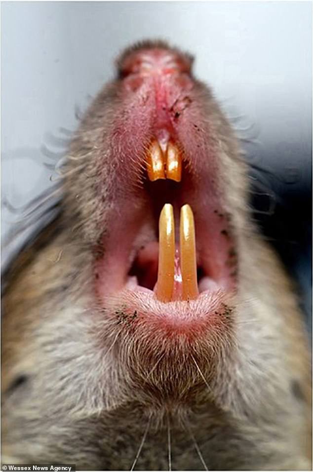 A 'horrendous' infestation is underway following a period of hot summer weather and fast food waste that has created optimal conditions for the creatures to thrive (file image)
