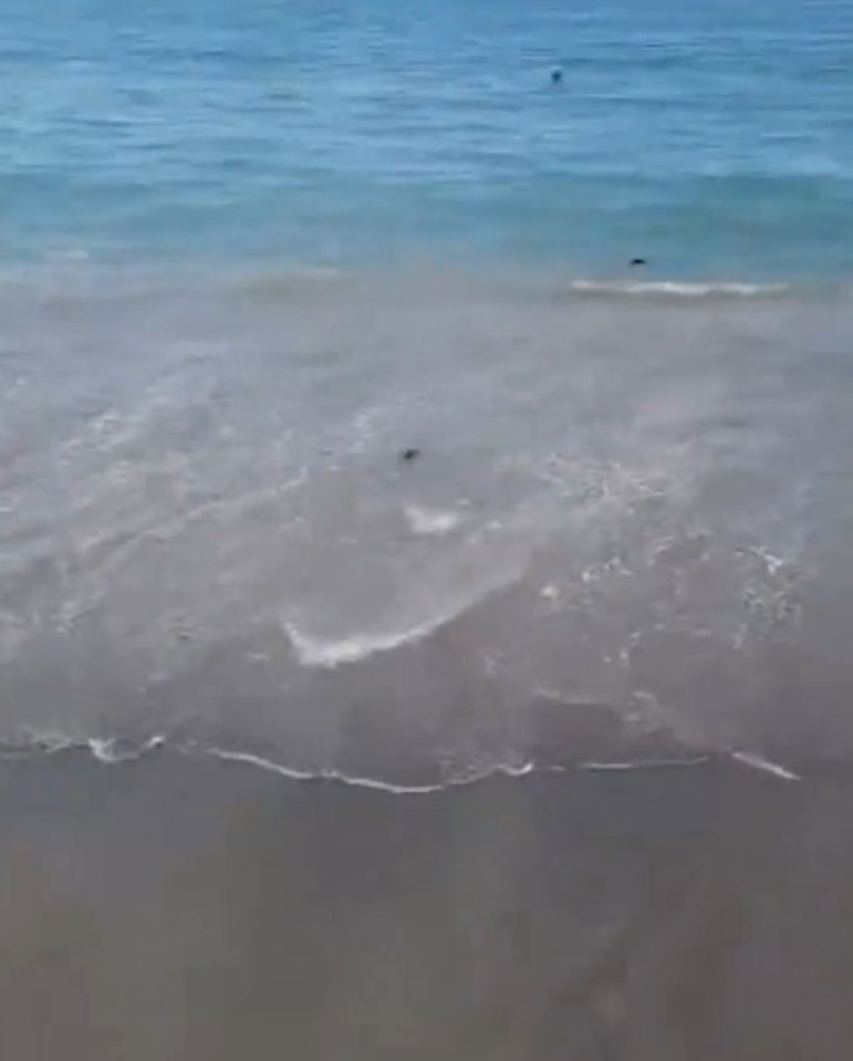 Dead rats on a beach in Salerno, Italy.